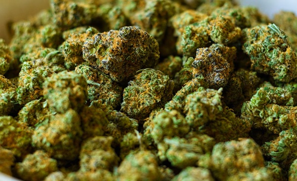 The Importance of Cannabis in the UK